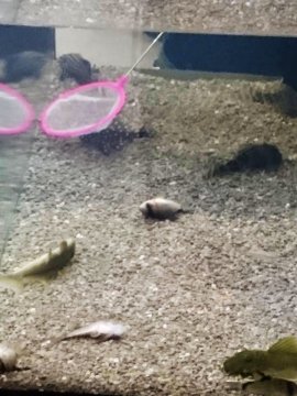 Tote Fische in einem Aquarium