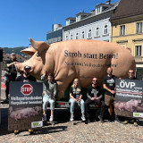 Vollspaltenboden-Protest: 5 m Riesenschwein „Grunzi“ in Villach und Klagenfurt
