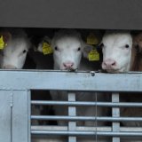 Aufruf zu Stellungnahme zum Gesetzesentwurf der neuen EU-Tiertransportverordnung