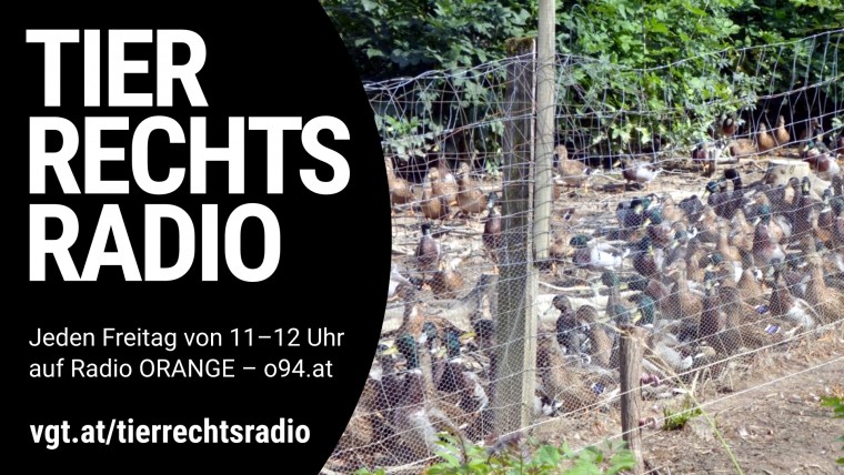 Sendungsbild für: Anzeige gegen Alfons Mensdorff-Pouilly wegen Zuchtvögeln für die Jagd