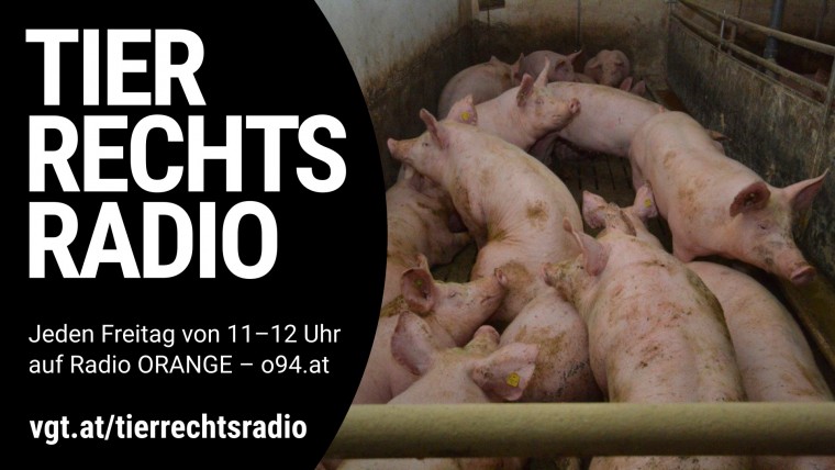 Sendungsbild für: Saugut? Wie es in Österreichs Schweineställen wirklich aussieht!