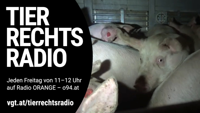 Sendungsbild für: Eine Aktion des VGT gegen einen illegalen Tiertransport mit Schweinen