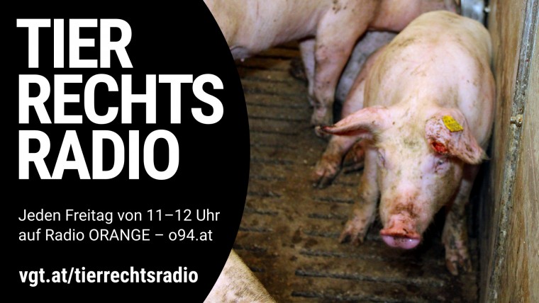 Sendungsbild für: Skandal aufgedeckt: Schweinefabrik mit katastrophalen Zuständen