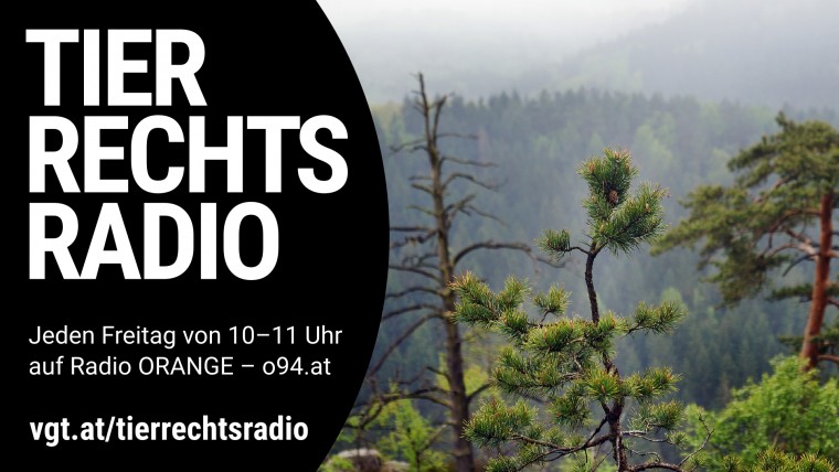 Sendungsbild für: Urwald in Österreich: Bedeutung, Gefährdung, Jagd, Almwirtschaft