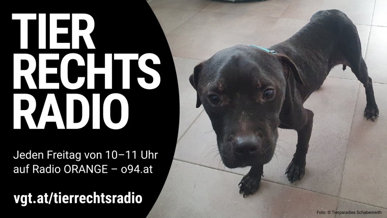 Sendungsbild für: Hundekampfring in Österreich aufgedeckt