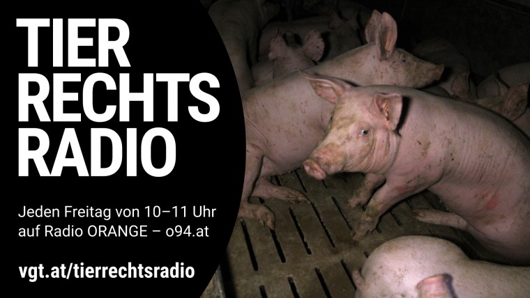 Sendungsbild für: Verfassungsgerichtshof streicht Übergangsfrist Vollspaltenboden Schweine