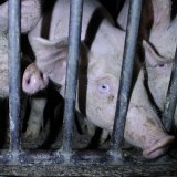 VGT-Einladung: Trauerzeremonie für Schweine