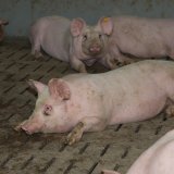 Protestieren Sie bitte bei Landwirtschaftsminister Norbert Totschnig gegen die Haltung von Schweinen auf Vollspaltenboden!