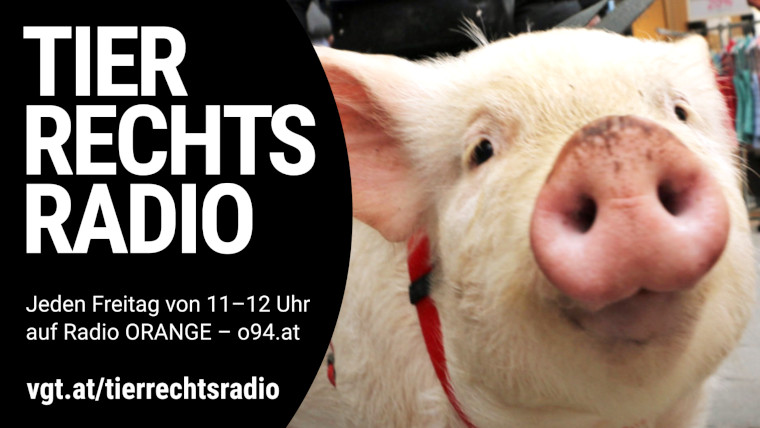 Sendungsbild für: Tierrechtsradio Jahresrückblick 2018