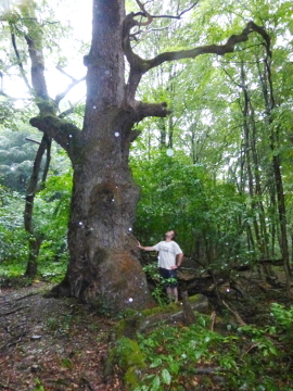 Martin Balluch steht bei einem rießigen alten Baum im Wald