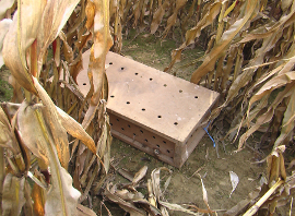 Eine Holzkiste mit Löchern am Boden zwischen Maispflanzen