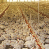 Petition geschlossen: Gegen Puten- und Hühnerqual
