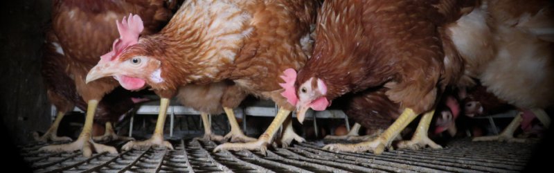 Schluss mit der Hühnerquälerei bei der Eierproduktion!