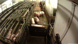 Schweine im Stall, unmittelbar vor der Schlachtung.