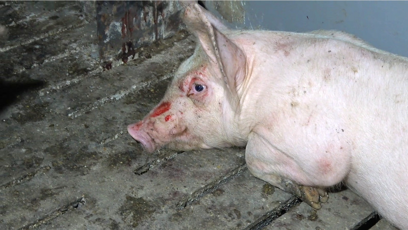 Schwein mit blutiger Nase.