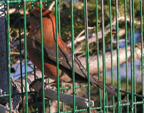 Bird In Jail