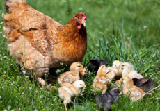 Huhn mit ihren Kindern