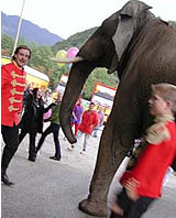 Elefanten-"Zirkus" in Österreich