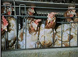 10.000 Unterschriften gegen NÖ Hühnerbatterien