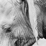1. Geburtstag Abu - Zirkus und Zoo - Zuchthaus der traurigsten Elefanten der Welt