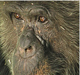Ein Schimpanse als Person? - Richterin sieht Menschenaffen nun mit anderen Augen
