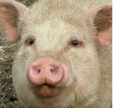 VGT lehnt Tierversuche für Lawinen an 29 Schweinen ab! 