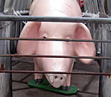 Kundgebung für Schweine in Wien