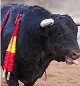 Katalonien verbietet Stierkampf ab 2012