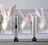 Tierversuchsstatistik 2009: Offiziell 207.738 Tiere für Experimente in Österreich herangezogen