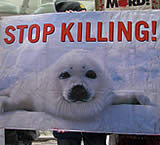 Europäischer Gerichtshof hebt Handelsverbot für Robbenprodukte teilweise auf