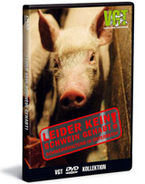 Diskussionsabend eines Jung-ÖVP-Mitglieds zur Schweinehaltung