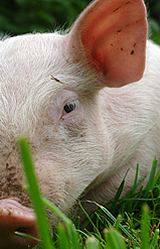 Betäubungslose Ferkelkastration: BIO-AUSTRIA - traurige Antworten, die das Leid der Tiere außer Acht lassen