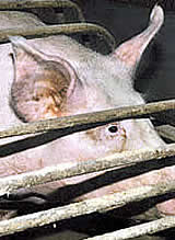 Funktionär der Jungen ÖVP wegen Kritik an Schweinefabriken mit Klage bedroht