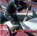 Stoppt das Delfin-Schlachten in Japan!
