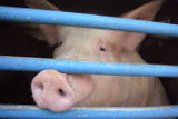 Tier-WeGe und VGT stoppen Tiertransporter – viele Gesetzesverstöße