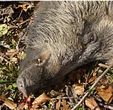 TierschützerInnen behindern Wildschweinjagd im Lainzer Tiergarten