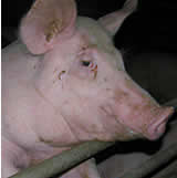 Styriabrid zieht Klagsdrohung gegen JVP-Funktionär wegen Kritik an Schweinefabriken zurück