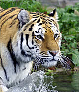 Nur mehr 3200 Tiger weltweit: Schutzzonen beschlossen 