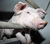 Vorarlberg: Studie zur Schweinehaltung zeigt katastrophale Missstände auf
