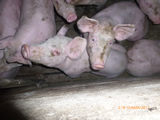 VGT kritisiert MERKUR-Schweinehaltung