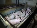 Fatale Zustände in AMA-Schweinemastbetrieben