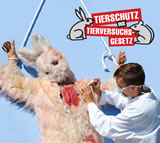 Einladung: VGT zeigt Tierversuch auf offener Straße in St. Pölten