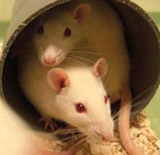 Rattenbabies – Bitte rette ihnen das Leben!