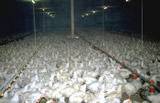 Agrarlobby will Zustände in Hühnerfabriken dramatisch verschlechtern!