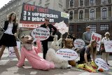 VGT zu ÖVP Staatsziel Tierschutz: "Wer 3 x lügt, dem glaubt man nicht"