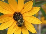 Tierschutz ist auch Bienenschutz: ÖVP-Wende bei Pestizid-Verbot ist erfreulich!
