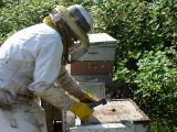 Honigproduktion trägt zentrale Schuld am Bienensterben!
