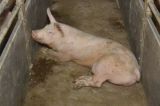 Einladung Pressekonferenz: wie glaubwürdig ist die steirische Schweinehaltung?