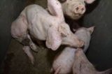 Aufgedeckt! Missstände in Schweinehaltung des steirischen Bauernbundobmannes 