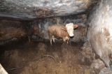 Schwere Tierquälerei in Waldviertler Rinderhaltung: Amtliche Kontrollen versagen; Tierschützerisches Eingreifen notwendig